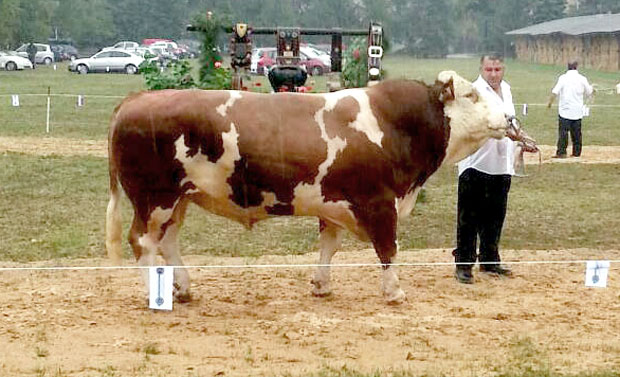 Радника убио бик од једне тоне